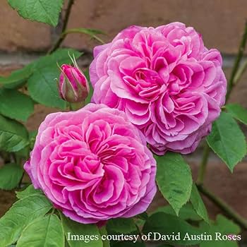 蕾つき「ガートルードジェキル」10号鉢 蕾つき「ガートルードジェキル」10号鉢 苗